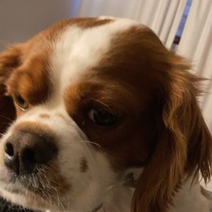 Meet your Posher, Nekkiya